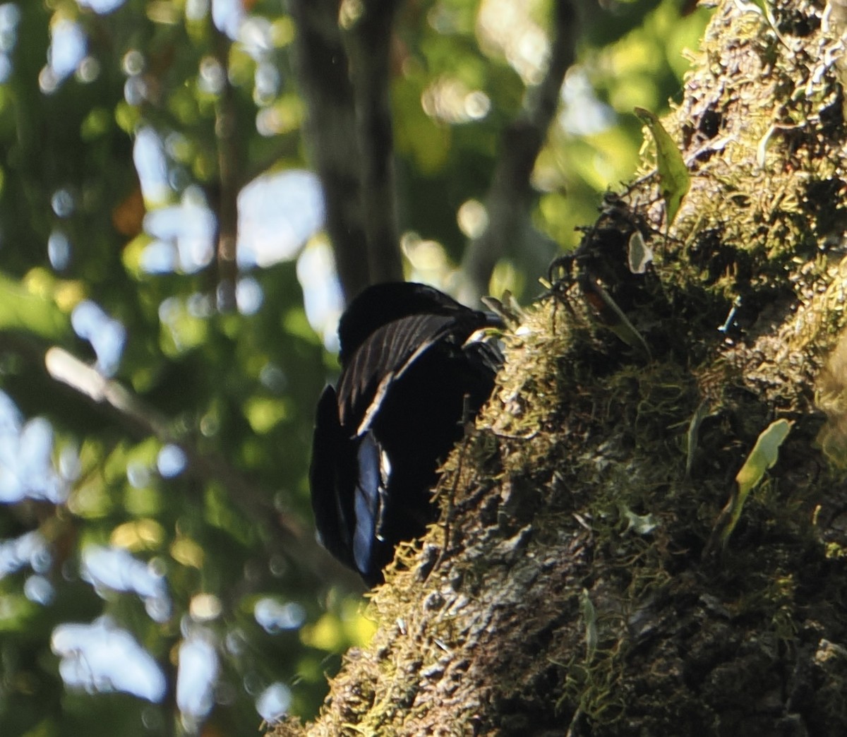 Paradise Riflebird - ML646785273
