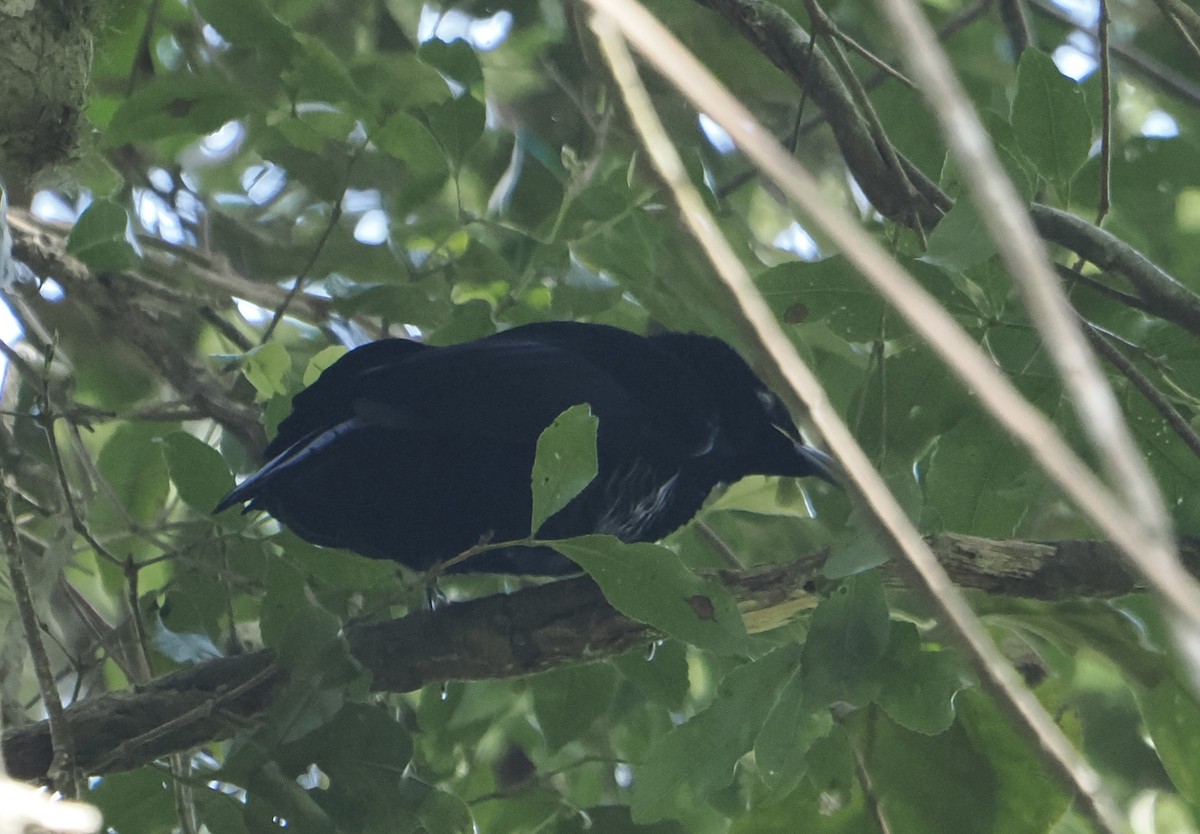 Paradise Riflebird - ML646785274