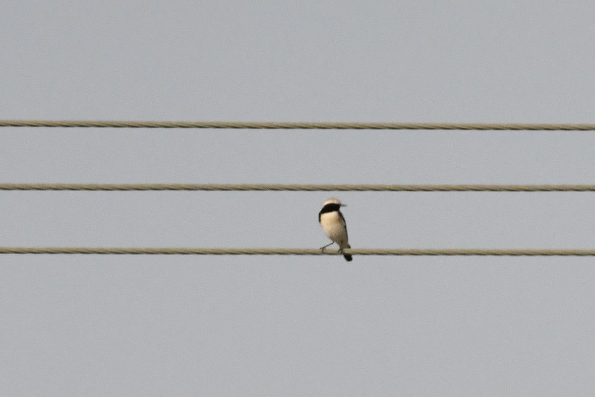 Desert Wheatear - ML646785275