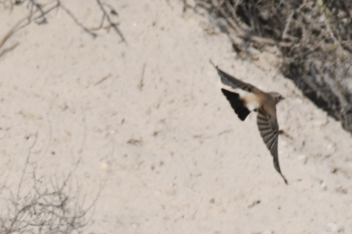 Desert Wheatear - ML646785276