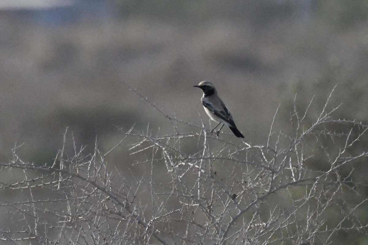 Desert Wheatear - ML646785279