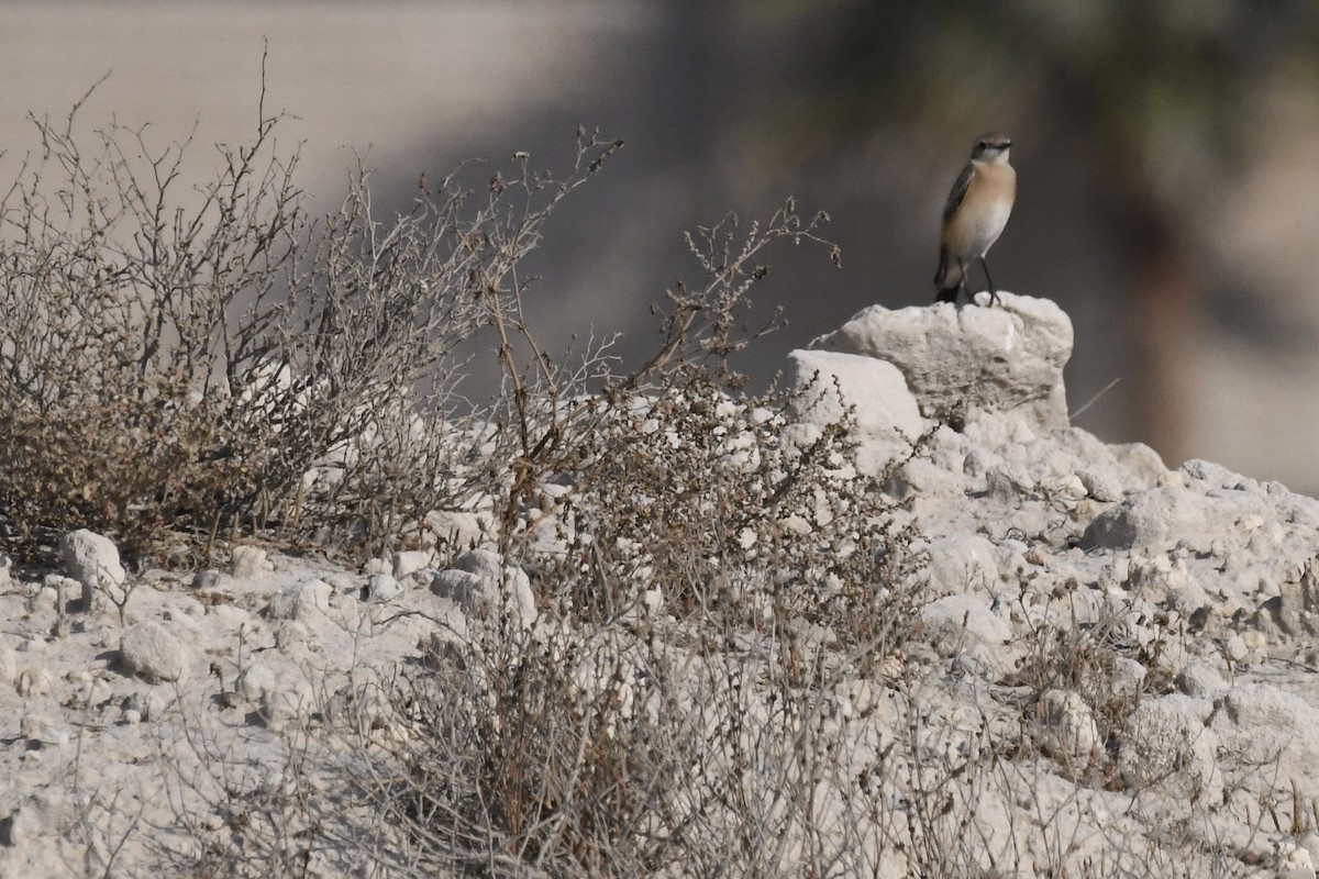 Desert Wheatear - ML646785280