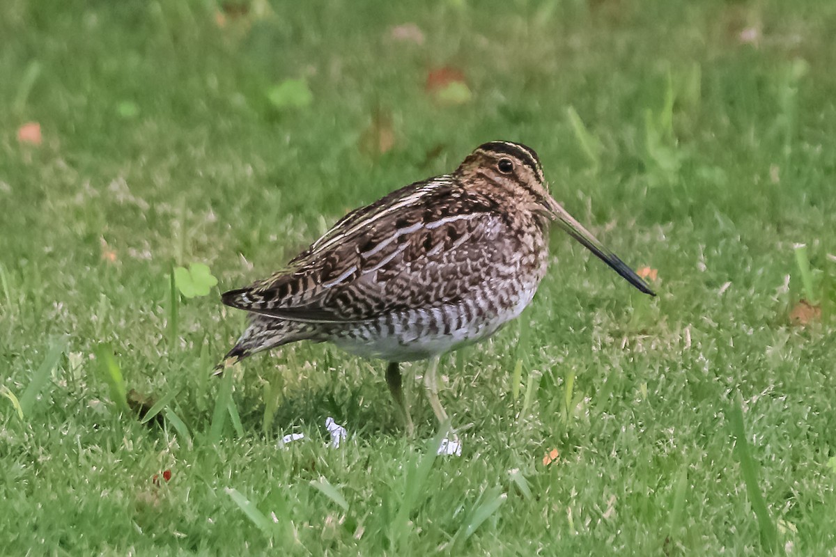 Wilson's Snipe - ML646785282