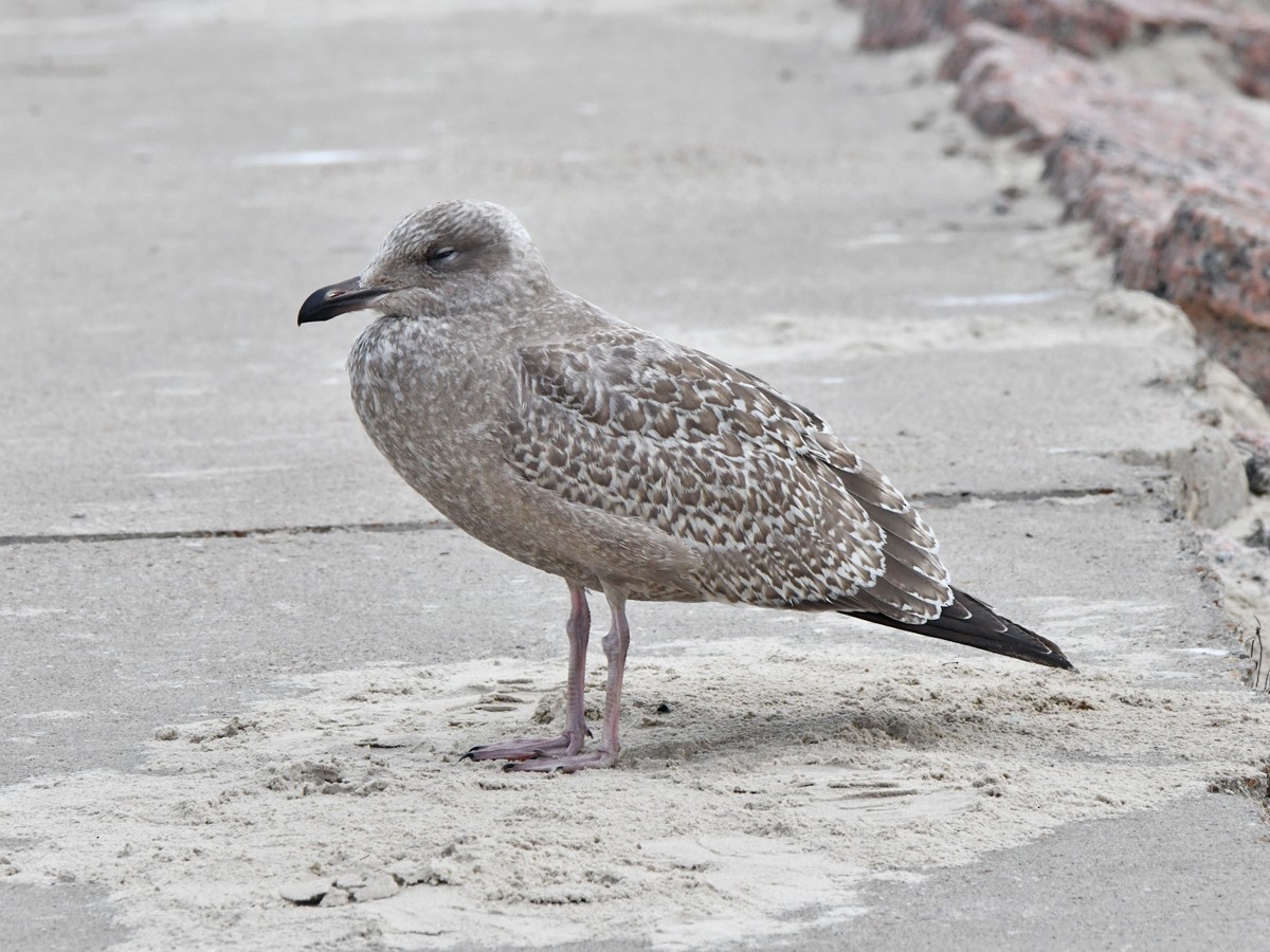 アイスランドカモメ（亜種 カナダカモメ） - ML646785283