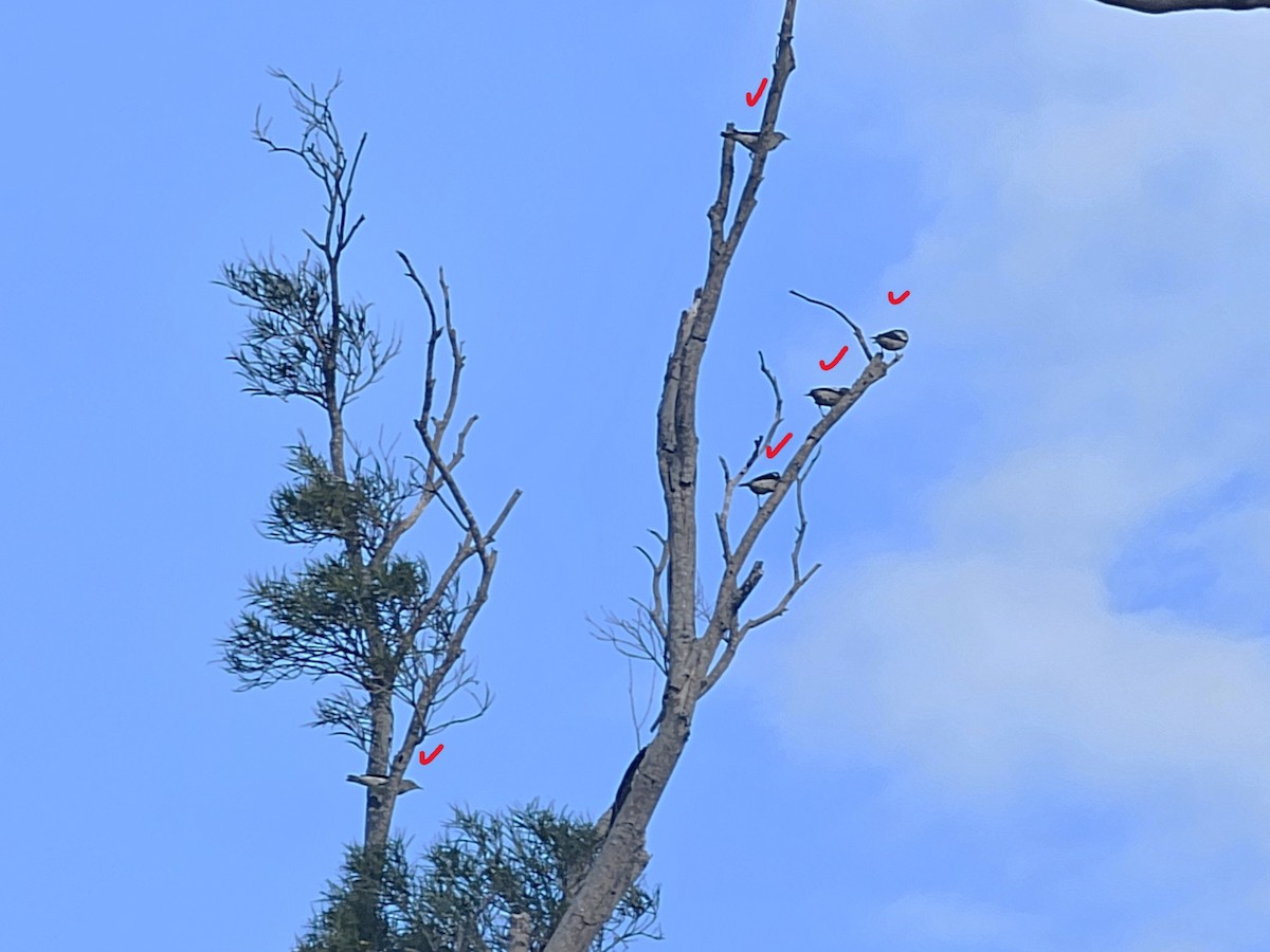 White-shouldered Starling - ML646785284