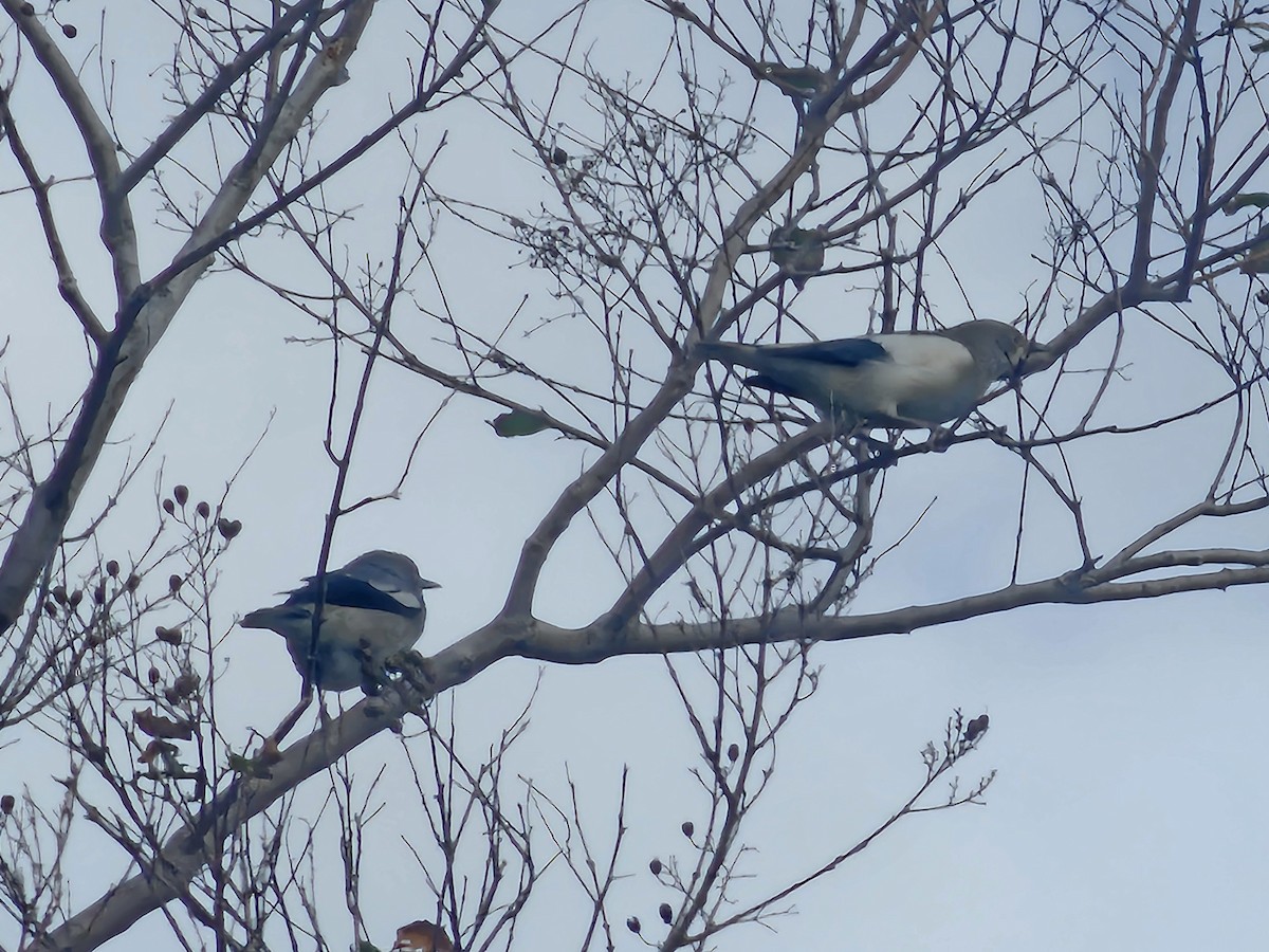 White-shouldered Starling - ML646785285