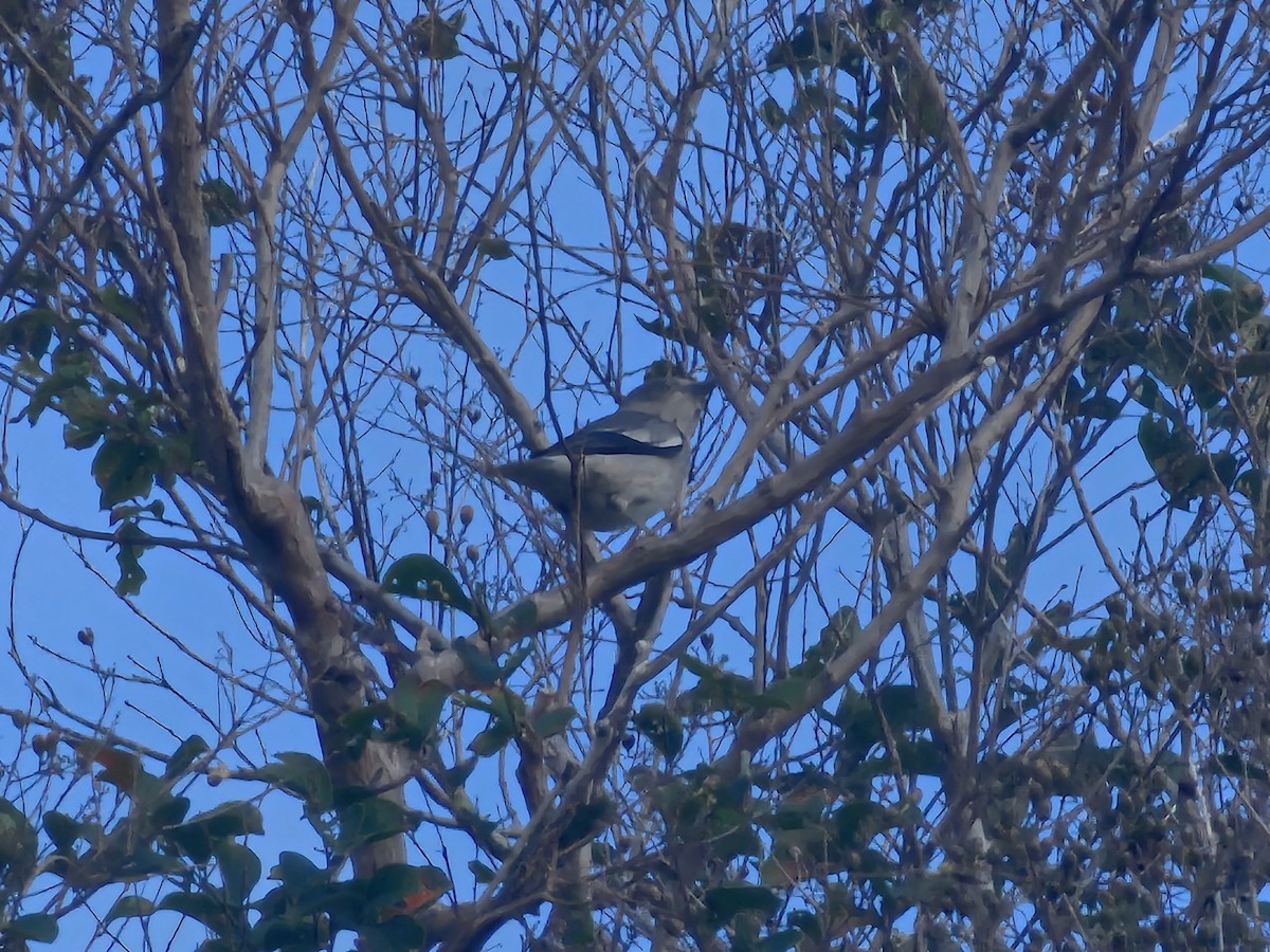 White-shouldered Starling - ML646785286