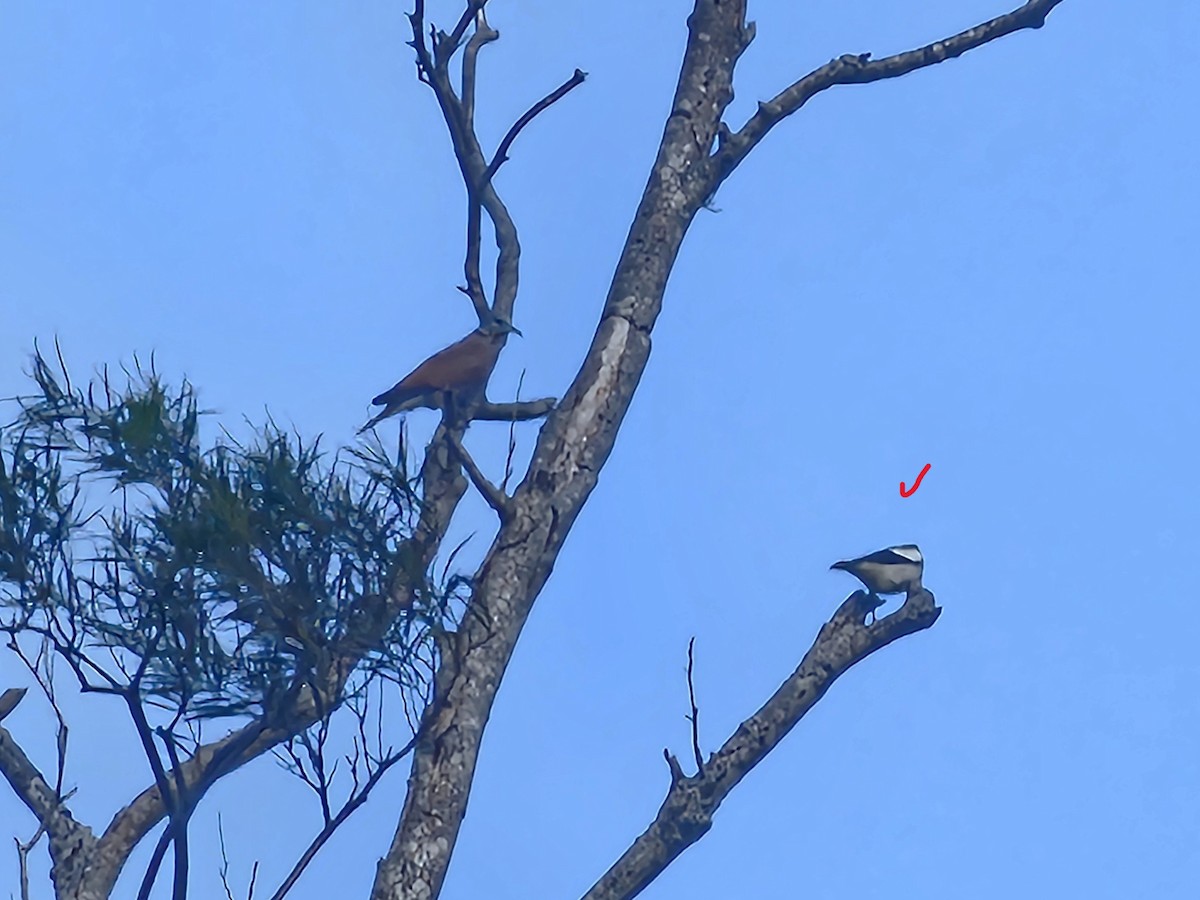 White-shouldered Starling - ML646785287