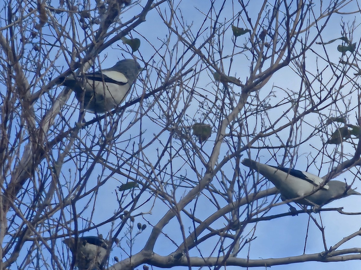 White-shouldered Starling - ML646785288