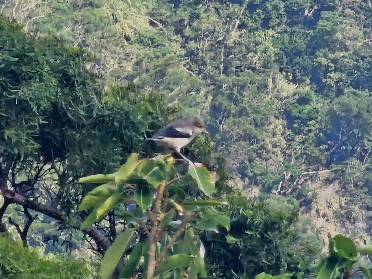 White-shouldered Starling - ML646785289