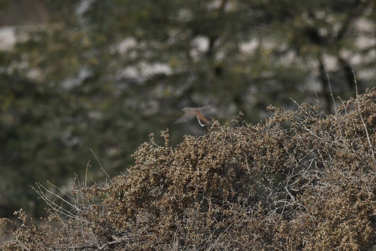 Asian Desert Warbler - ML646785290