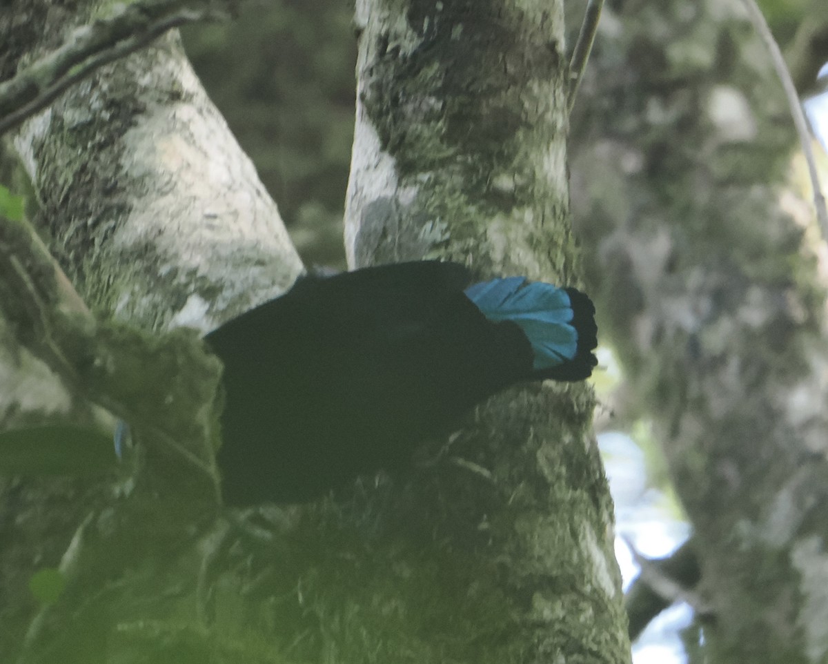 Paradise Riflebird - ML646785291