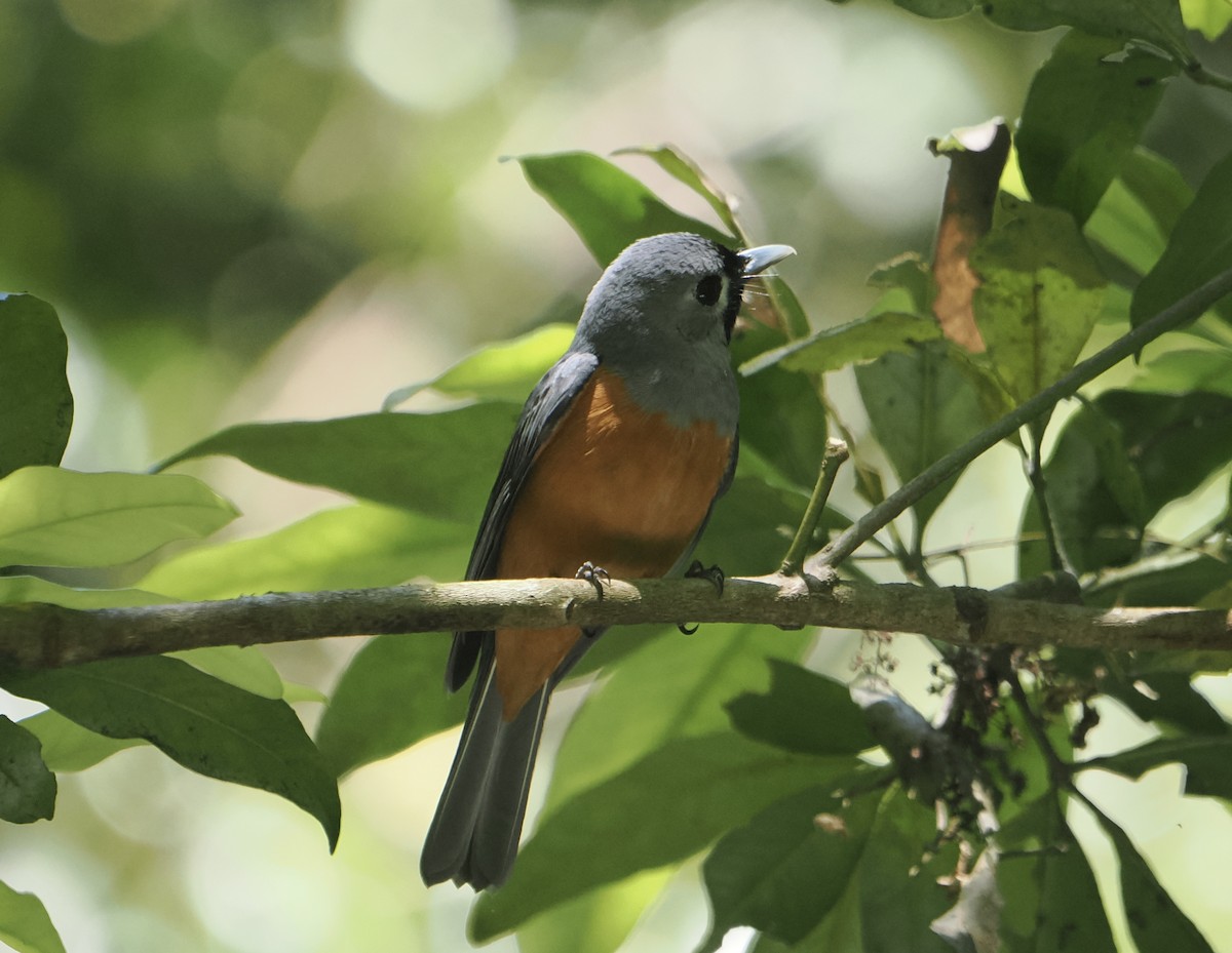 Black-faced Monarch - ML646785296