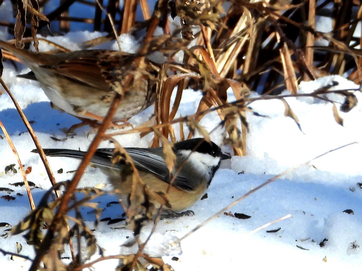 Black-capped Chickadee - ML646785297