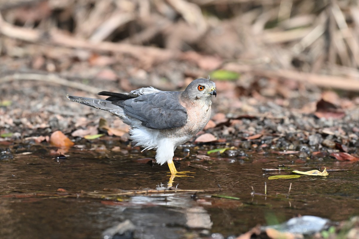 נץ הים הכספי - ML646785300