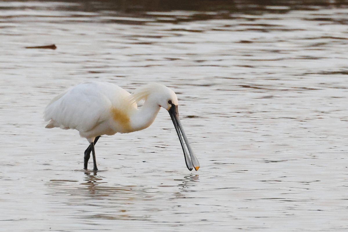 Spatule blanche - ML646785305