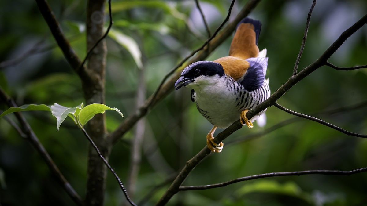 Himalayan Cutia - ML646785306