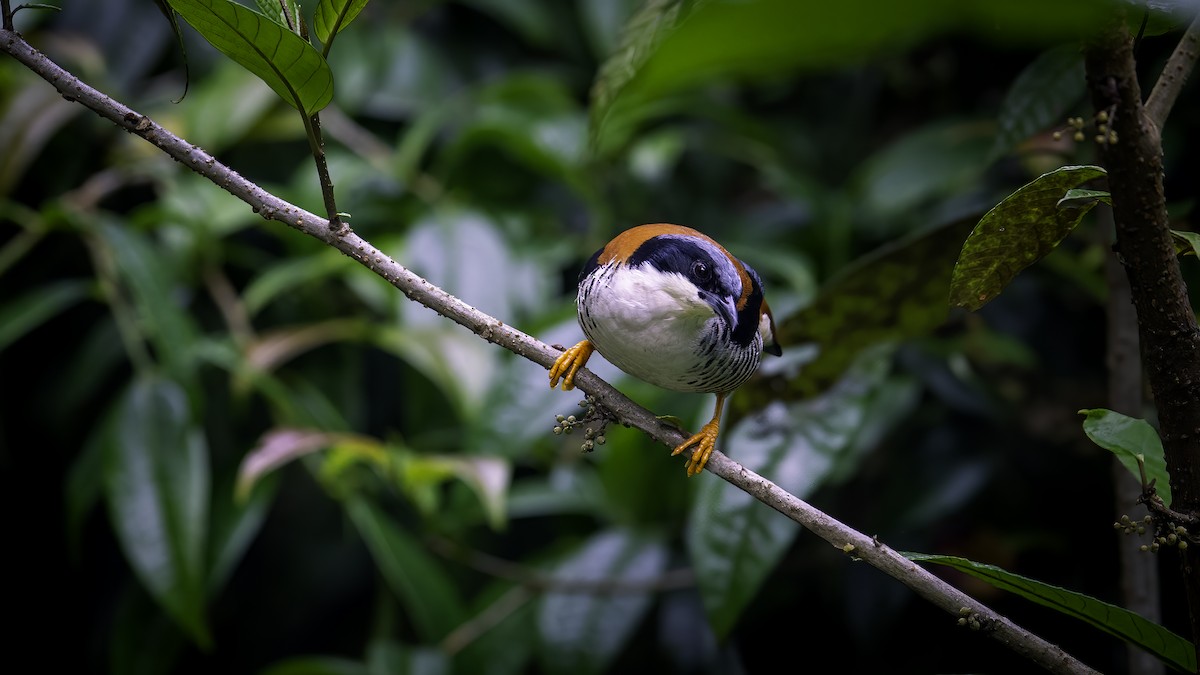 Himalayan Cutia - ML646785307