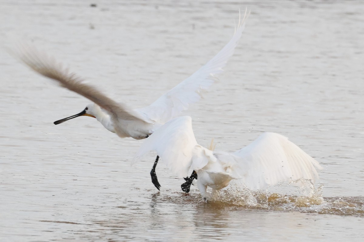 Spatule blanche - ML646785308