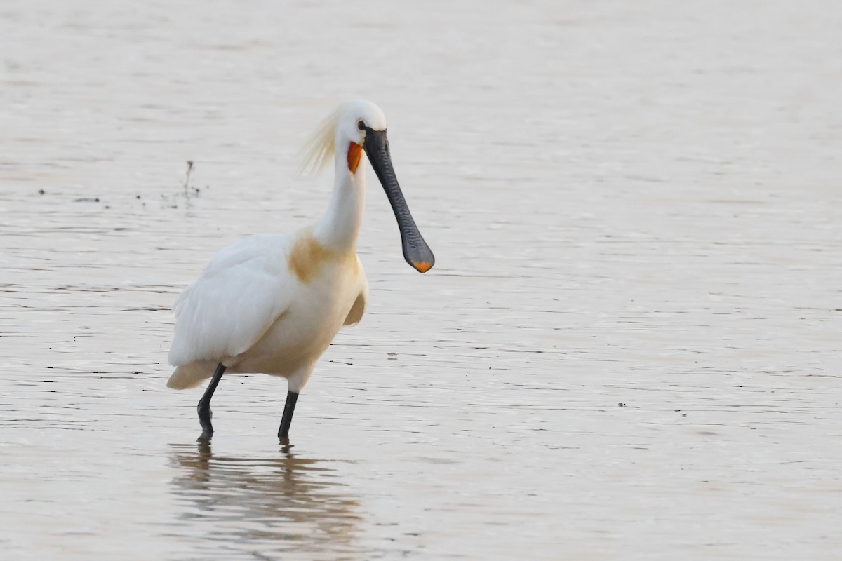 Spatule blanche - ML646785314