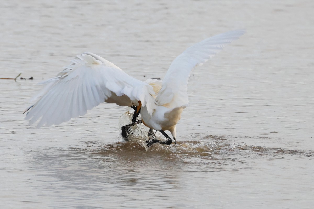 Spatule blanche - ML646785317