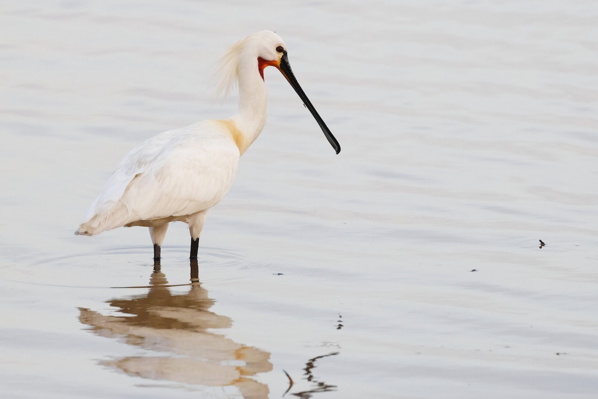 Spatule blanche - ML646785318