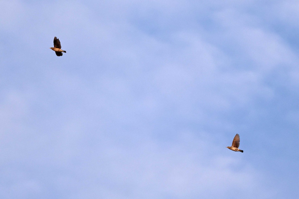 Шпак жовтоголовий - ML646785322