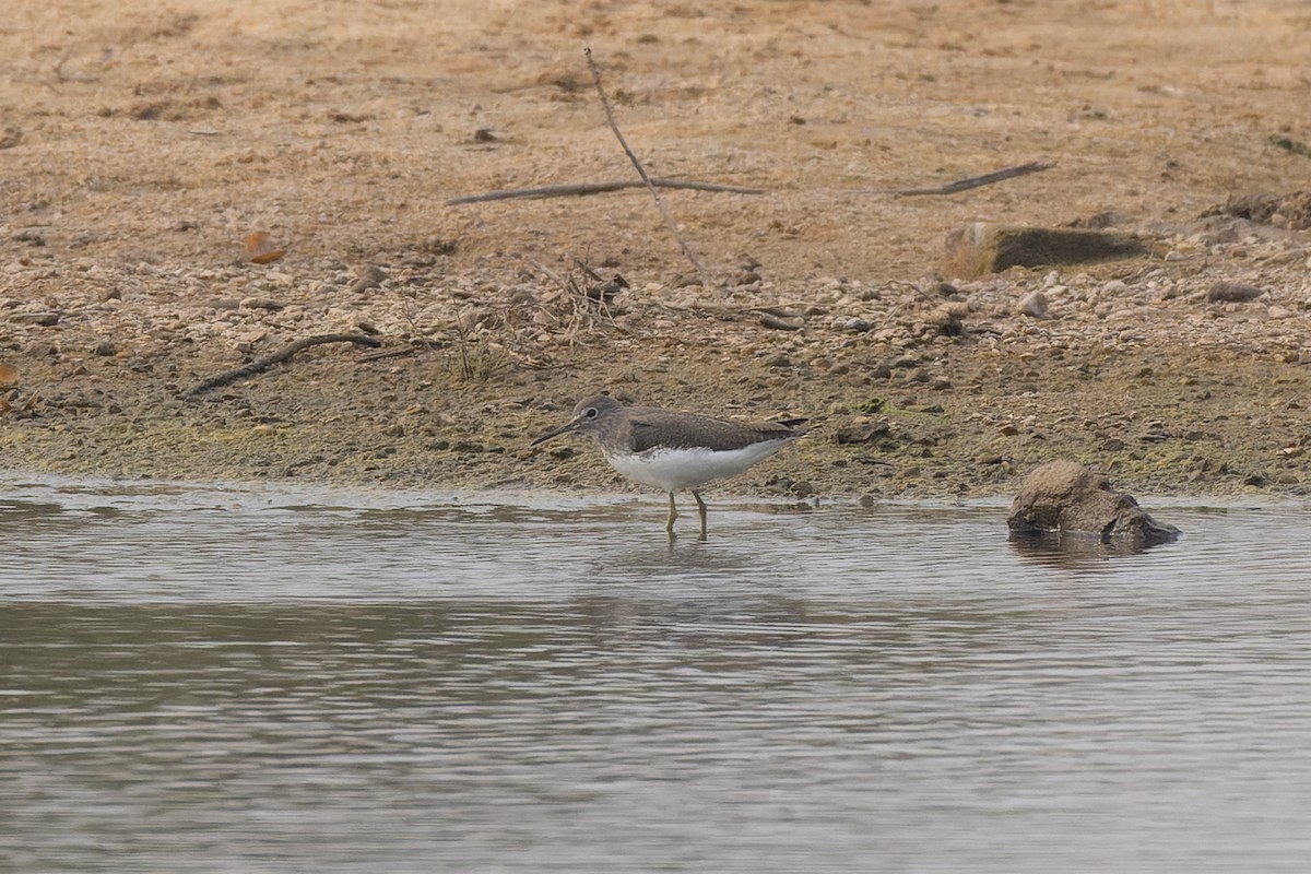 Green Sandpiper - ML646785326