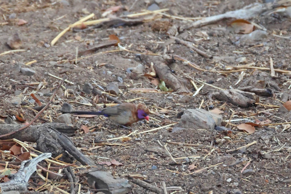 Астрильд гранатовий - ML646785330