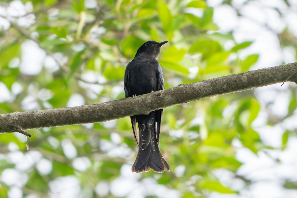 Square-tailed Drongo-Cuckoo - ML646785333