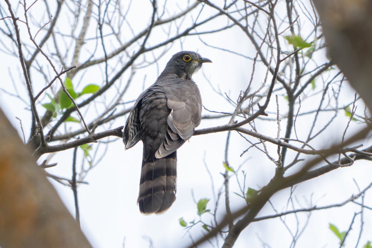 Large Hawk-Cuckoo - ML646785341