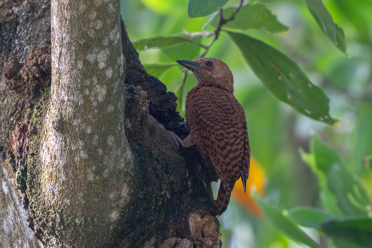Rufous Woodpecker - ML646785344