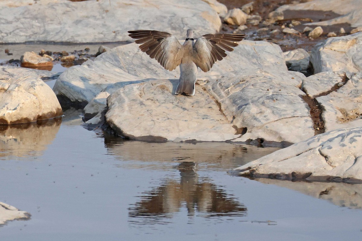 Горлиця південна - ML646785352