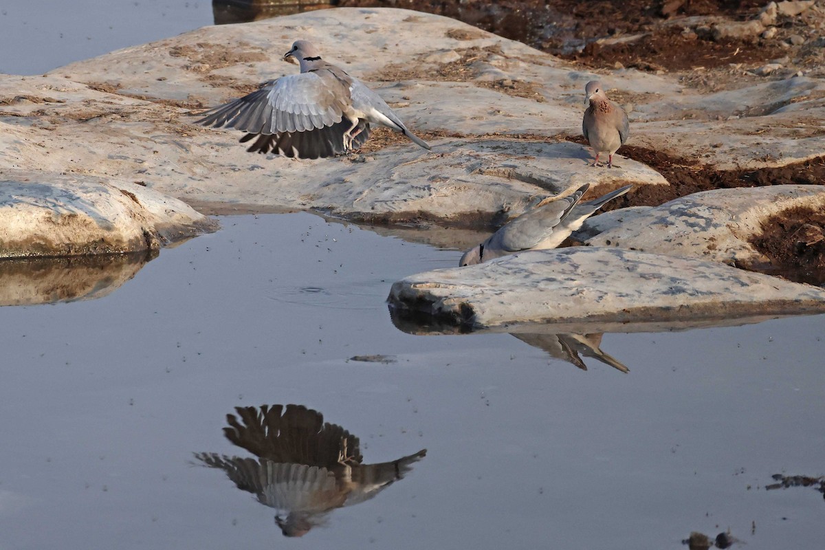 Горлиця південна - ML646785353