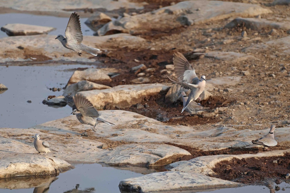 Горлиця південна - ML646785354