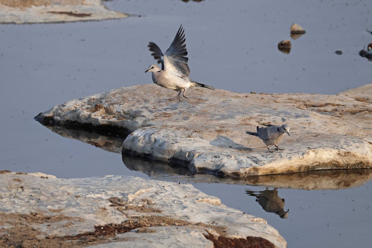 Горлиця південна - ML646785355