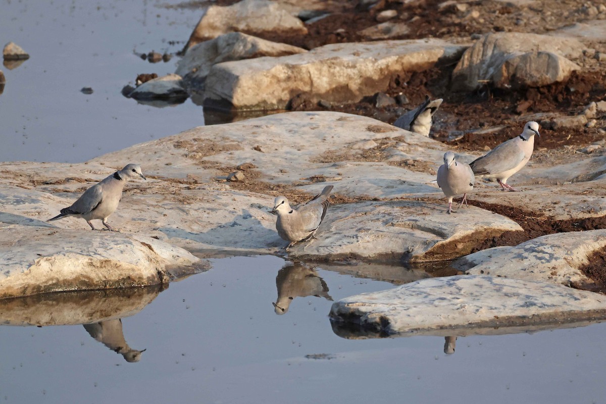 Горлиця південна - ML646785356