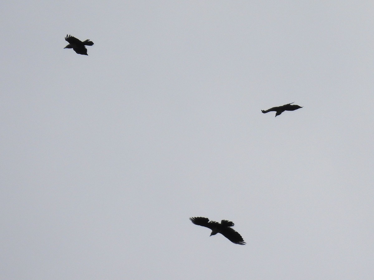 Pied Crow - ML646785358