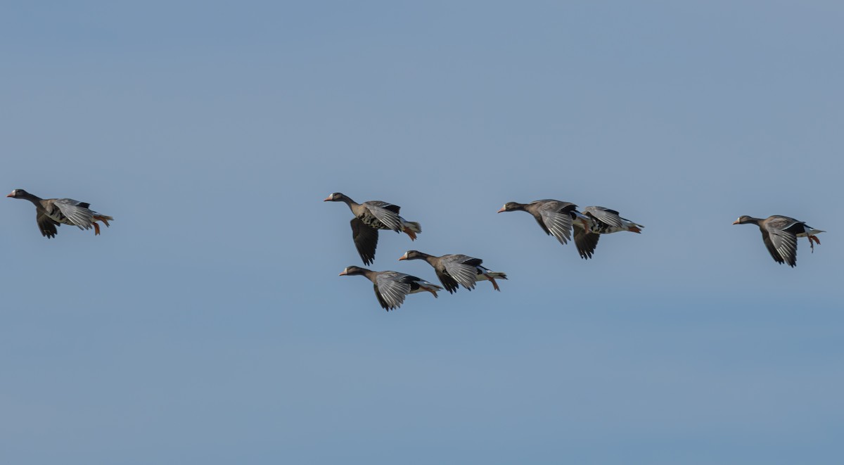 Greater White-fronted Goose - ML646785362