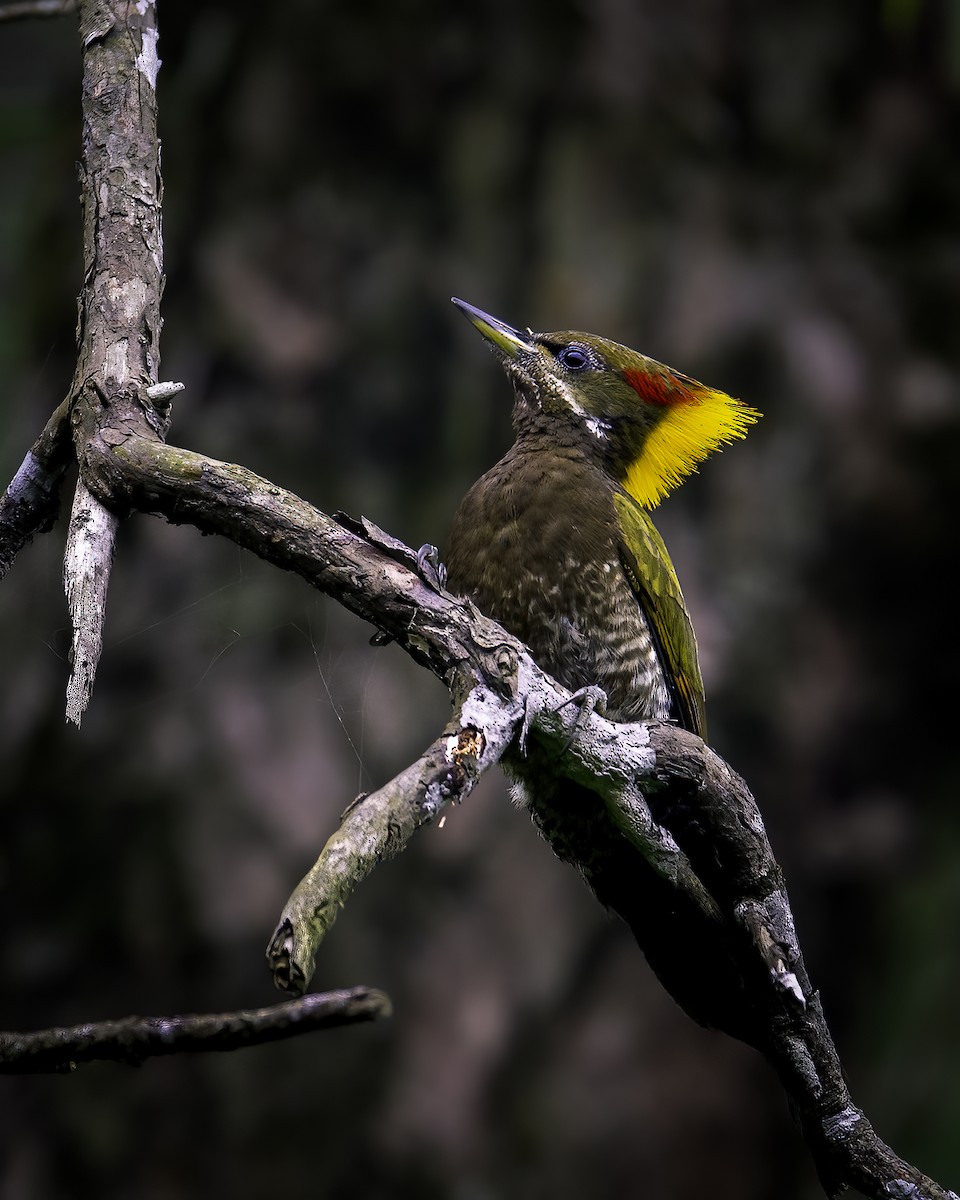 Lesser Yellownape - ML646785363