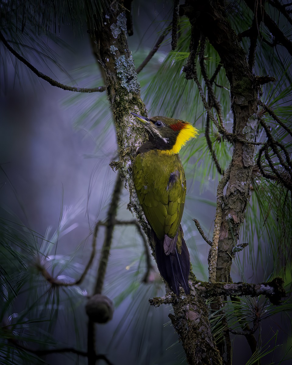 Lesser Yellownape - ML646785364