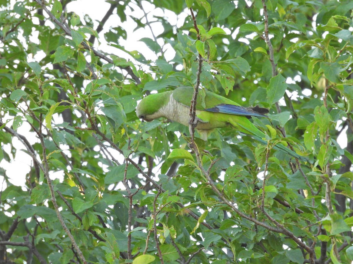תוכי נזירי - ML646785369