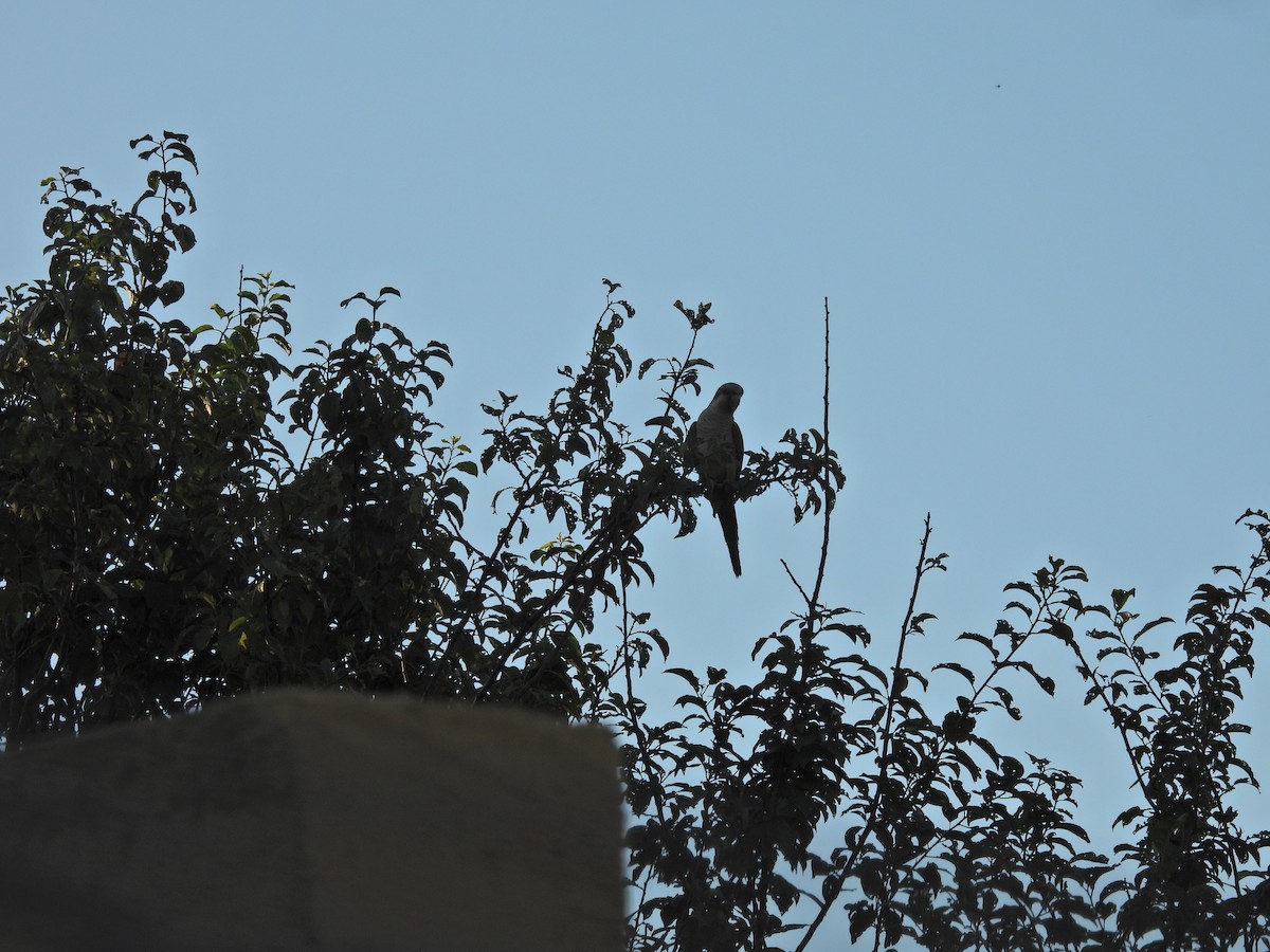 תוכי נזירי - ML646785370