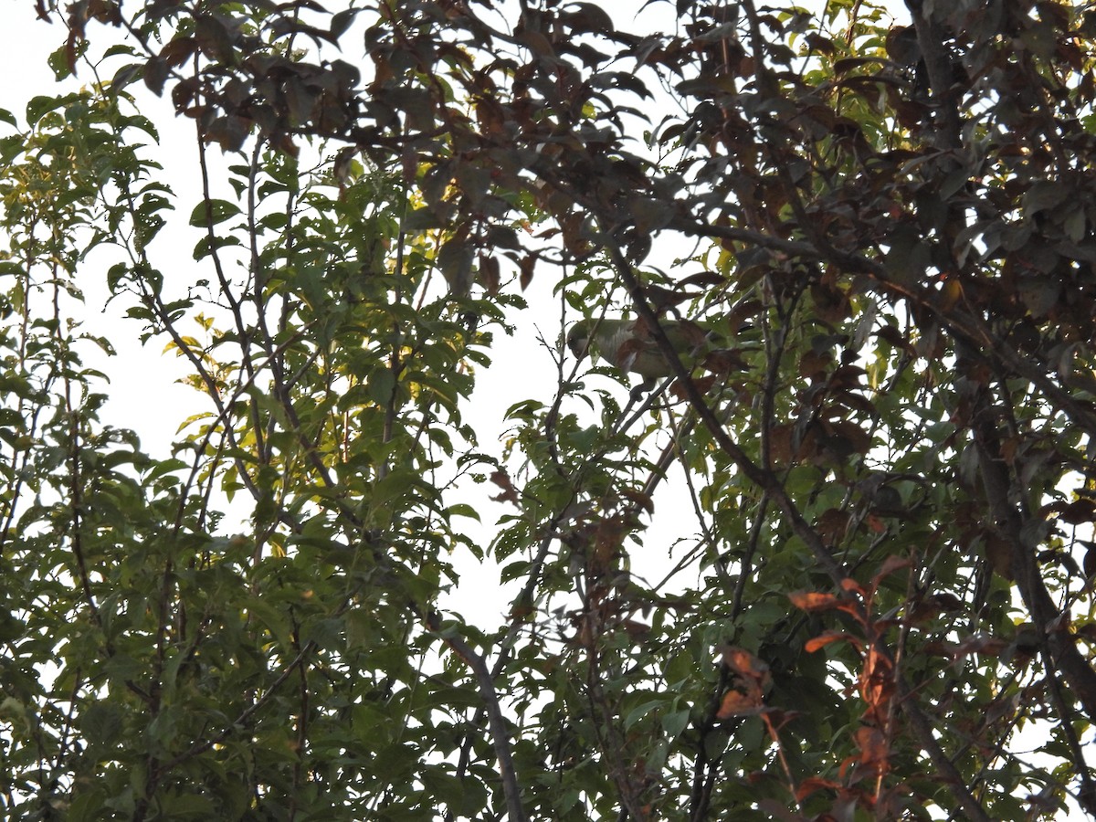 תוכי נזירי - ML646785371