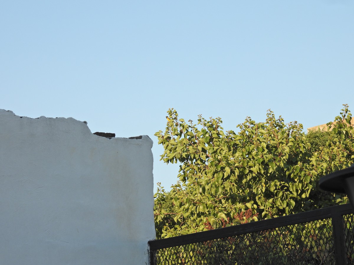 Hooded Siskin - ML646785376