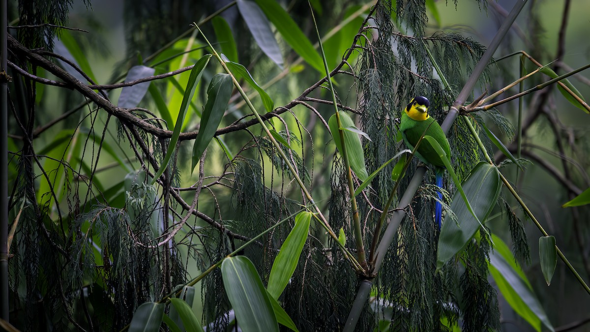 Long-tailed Broadbill - ML646785379