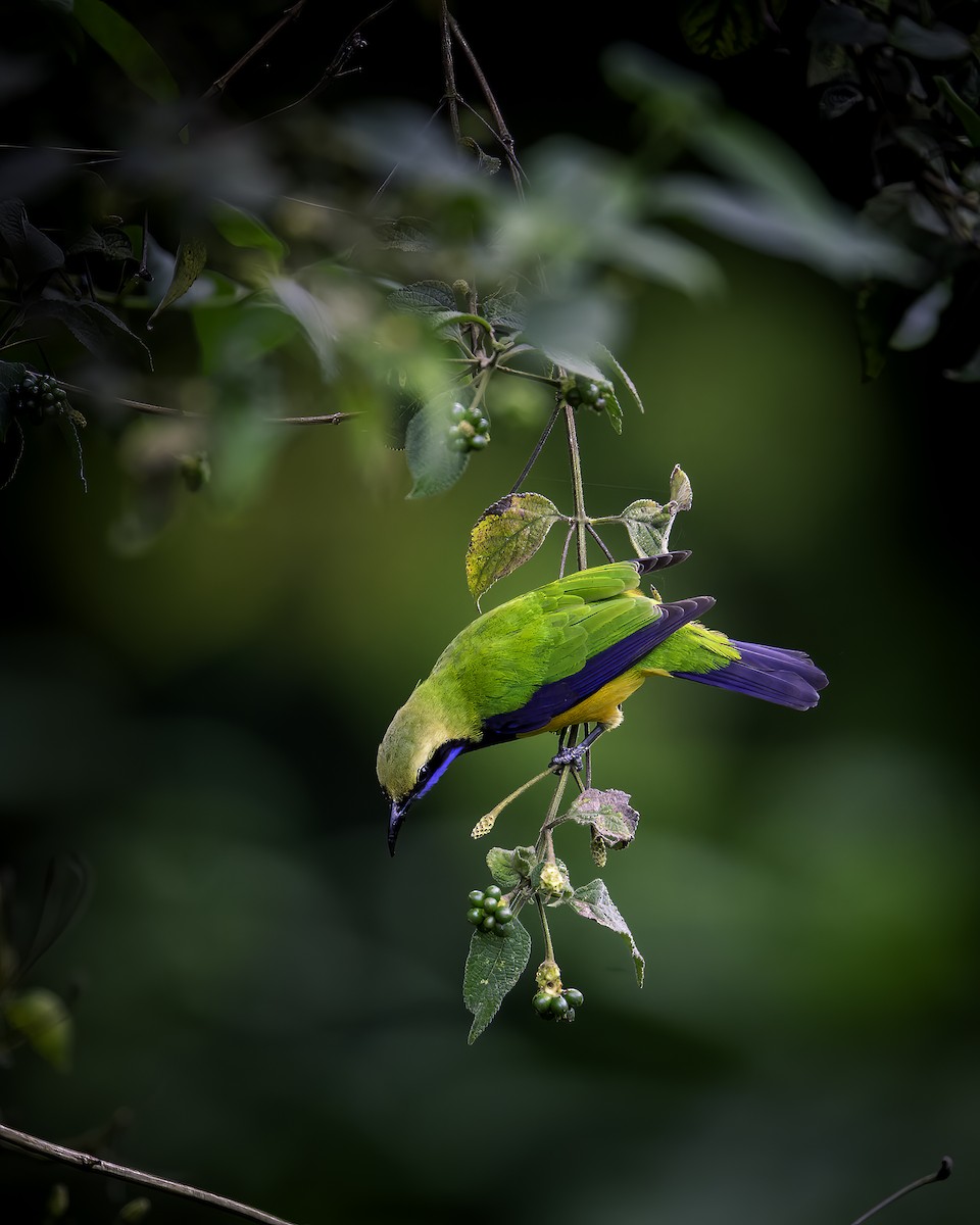 Orange-bellied Leafbird - ML646785384
