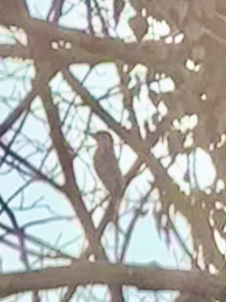 Carolinaspecht - ML646785386