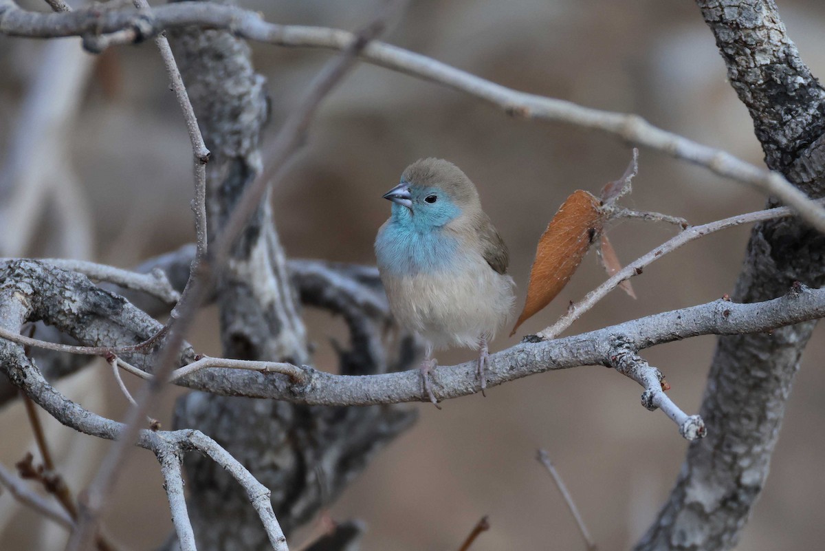 Астрильд-метелик савановий - ML646785389
