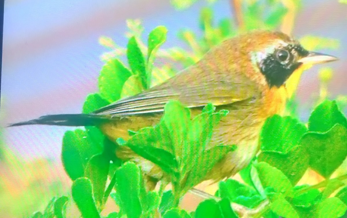 Common Yellowthroat - ML646785391